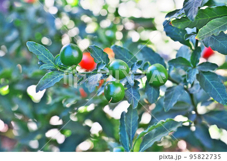 緑色のタマサンゴの実(秋、十月) 緑色のタマサンゴの実(秋、十月) 95822735