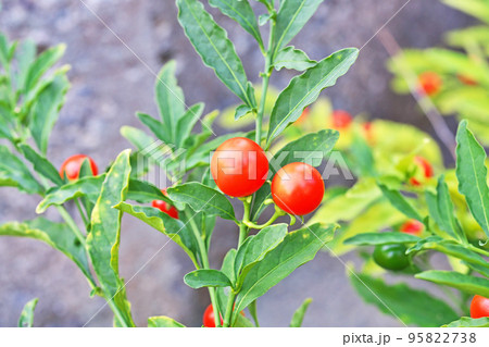 赤いタマサンゴの実（秋、十月） 95822738