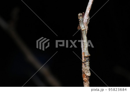 木の枝に擬態するクワエダシャクの幼虫(正面) 木の枝に擬態するクワエダシャクの幼虫(正面) 95823684