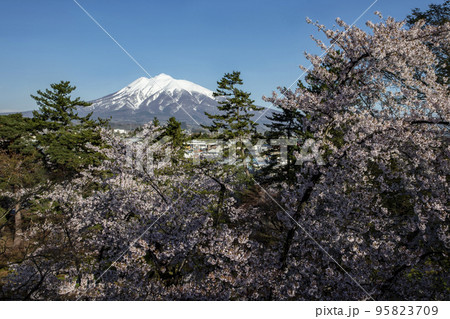 弘前公園の桜 弘前公園の桜 95823709