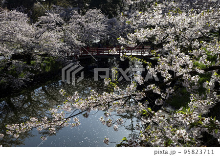 弘前公園の桜 95823711
