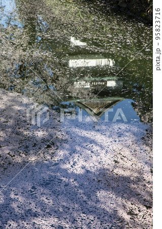 弘前公園の桜 95823716