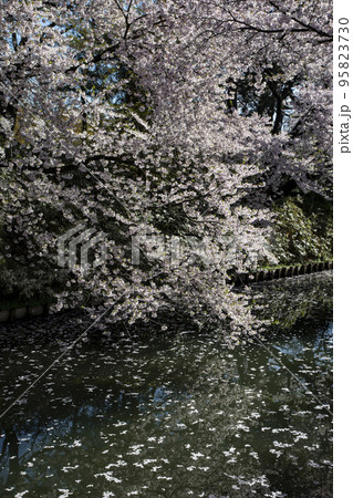 弘前公園の桜 95823730
