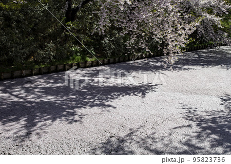 弘前公園の桜 95823736