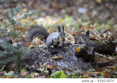 エゾリスの森 95823874