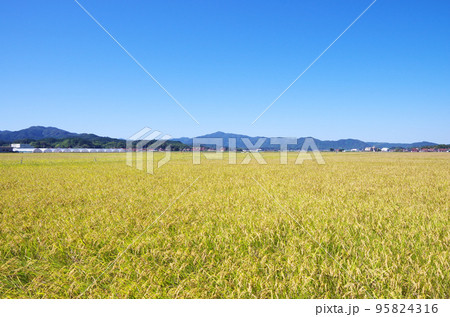 秋の収穫前の田園風景 95824316