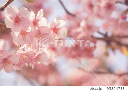 桜 95824733