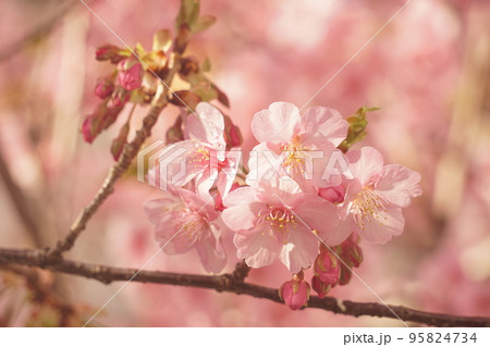 桜 95824734