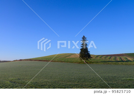 秋晴れのクリスマスツリーの木 95825710