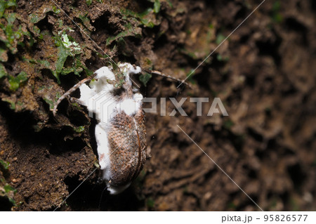 カビに侵されたカミキリムシの一種 カビに侵されたカミキリムシの一種 95826577