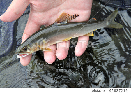 釣ったばかりの綺麗な天然アユ 95827212