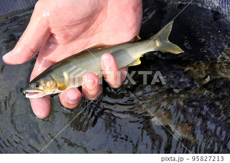 釣ったばかりの綺麗な天然アユ 95827213