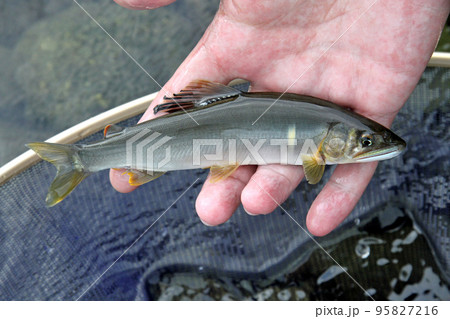 釣ったばかりの綺麗な天然アユ 95827216