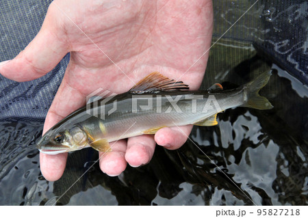 釣ったばかりの綺麗な天然アユ 釣ったばかりの綺麗な天然アユ 95827218