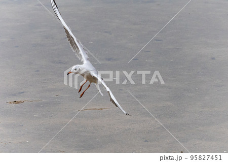 EOSRP.広島呉市、カッコイイ、カモメスタイル。 EOSRP.広島呉市、カッコイイ、カモメスタイル。 95827451