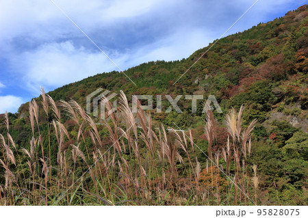 色づき始めた伊吹山の秋 色づき始めた伊吹山の秋 95828075