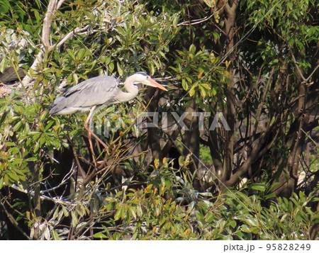 アオサギ 95828249