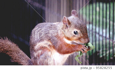 モグモグ食べるリス モグモグ食べるリス 95828255