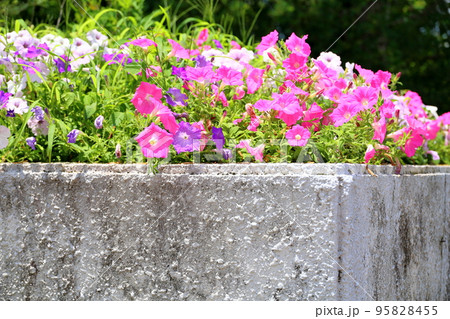 ペチュニアの花 95828455