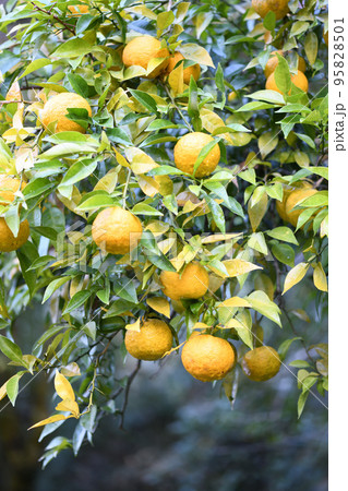 熟し始めたユズ（柚子） 95828501