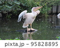 休憩するモモイロペリカン 95828895