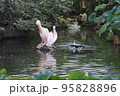 モモイロペリカンとカワウ 95828896