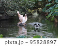 モモイロペリカンとカワウ 95828897