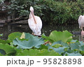 羽繕いをするモモイロペリカン 95828898