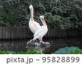 モモイロペリカンの親子 95828899