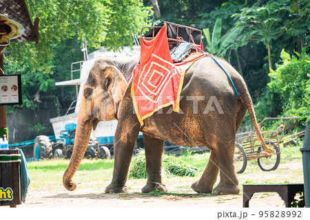タイ観光地の象 タイ観光地の象 95828992