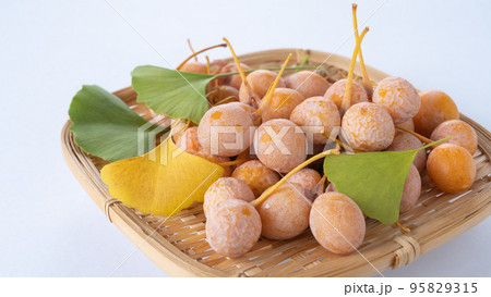 収穫した銀杏の実 収穫した銀杏の実 95829315