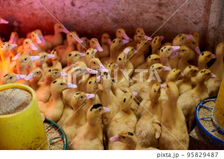 Beautiful little ducklings close-up in an incubator. Agriculture. Incubator. Chicks crowd in the corral. Industrial breeding of ducks. Birds on a poultry farm. Many ducks in one photo. Beautiful little ducklings close-up in an incubator. Agriculture. Incubator. Chicks crowd in the corral. Industrial breeding of ducks. Birds on a poultry farm. Many ducks in one photo. 95829487