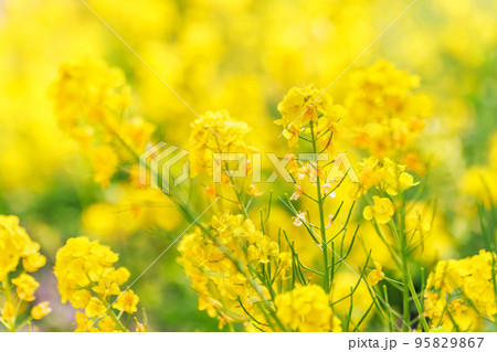 黄い花が綺麗な菜の花 黄い花が綺麗な菜の花 95829867