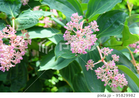 メディニラ　スぺキオーサの花 95829982
