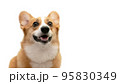 笑顔でこちらを見ているウェルシュ ・ コーギー ・ ペンブローク 95830349