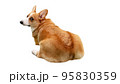 振り返ってこっちを見るウェルシュ ・ コーギー ・ ペンブローク 95830359