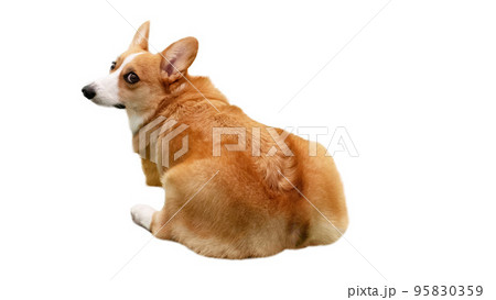 振り返ってこっちを見るウェルシュ ・ コーギー ・ ペンブローク 95830359