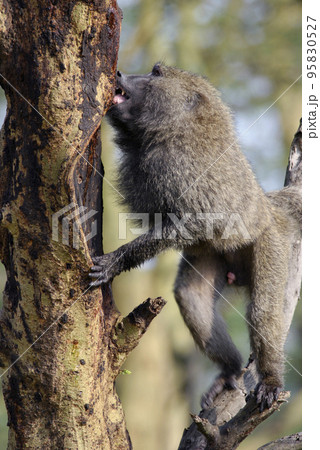 Baboon drinking tree juice, in the African savannah Baboon drinking tree juice, in the African savannah 95830527