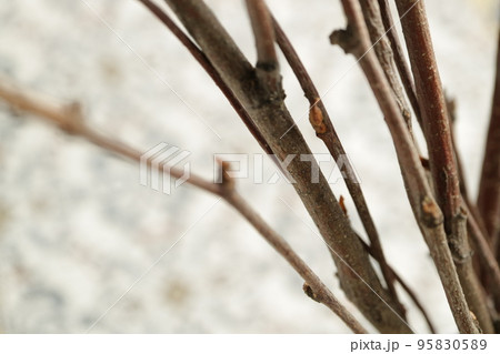 冬の訪れ　枯れ木 95830589