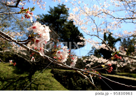 筑前の小京都「秋月」 満開の桜と新緑の緑に彩られた町並み 筑前の小京都「秋月」 満開の桜と新緑の緑に彩られた町並み 95830963