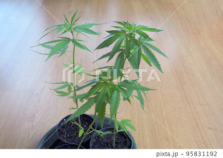 Marijuana, or Cannabis narcotic medicinal herbs. 95831192