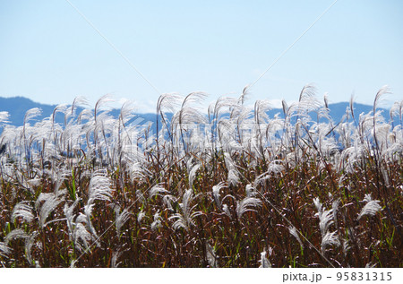 太陽に照らされて輝きながら風に揺らぐススキ 太陽に照らされて輝きながら風に揺らぐススキ 95831315