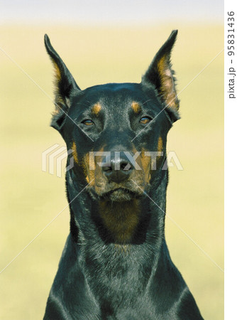 Doberman Doberman 95831436