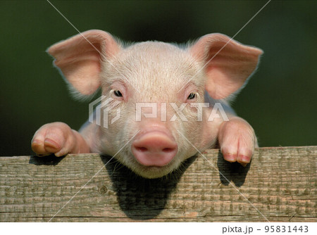 Small and funny pink piglet in pen 95831443