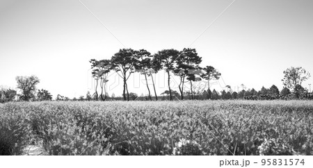 自然 風景 松 95831574