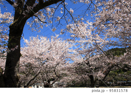 筑前の小京都「秋月」 満開の桜と新緑の緑に彩られた町並み 筑前の小京都「秋月」 満開の桜と新緑の緑に彩られた町並み 95831578