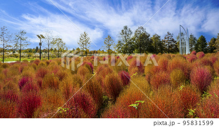 自然 風景 植物 95831599