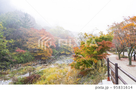 自然 風景 ダンプンギル 95831614