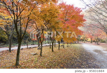自然 風景 ダンプンギル 95831664