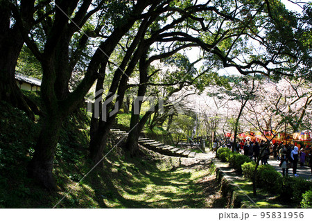 筑前の小京都「秋月」 満開の桜と新緑の緑に彩られた町並み 筑前の小京都「秋月」 満開の桜と新緑の緑に彩られた町並み 95831956